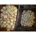 Best Quality New Crop Fresh Garlic